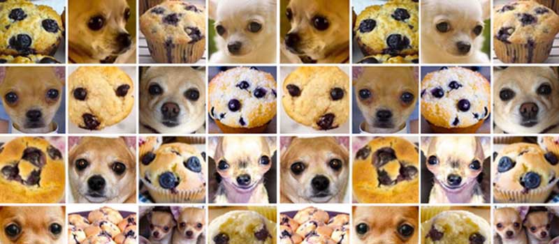 Chihuahua or muffin?